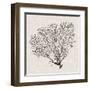 Shadow Sea Fan IV-Grace Popp-Framed Art Print