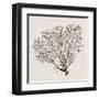 Shadow Sea Fan IV-Grace Popp-Framed Art Print