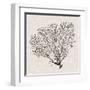 Shadow Sea Fan IV-Grace Popp-Framed Art Print