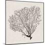 Shadow Sea Fan IV-Grace Popp-Mounted Art Print