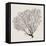 Shadow Sea Fan IV-Grace Popp-Framed Stretched Canvas