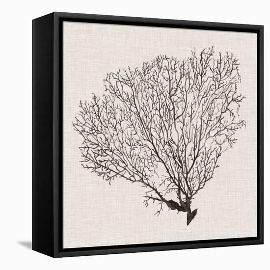 Shadow Sea Fan IV-Grace Popp-Framed Stretched Canvas