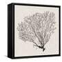 Shadow Sea Fan IV-Grace Popp-Framed Stretched Canvas