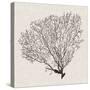 Shadow Sea Fan IV-Grace Popp-Stretched Canvas