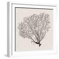 Shadow Sea Fan IV-Grace Popp-Framed Art Print