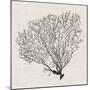 Shadow Sea Fan IV-Grace Popp-Mounted Art Print