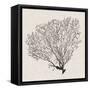 Shadow Sea Fan IV-Grace Popp-Framed Stretched Canvas