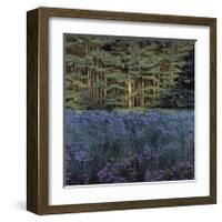 Shadowed Meadow Sunlit Pines-Jon R^ Friedman-Framed Giclee Print