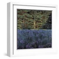 Shadowed Meadow Sunlit Pines-Jon R^ Friedman-Framed Giclee Print