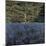 Shadowed Meadow Sunlit Pines-Jon R^ Friedman-Mounted Giclee Print