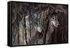 Shadowers-Gordon Semmens-Framed Stretched Canvas