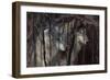 Shadowers-Gordon Semmens-Framed Photographic Print