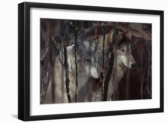 Shadowers-Gordon Semmens-Framed Photographic Print