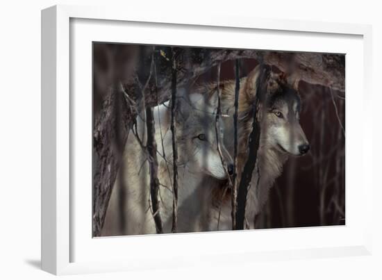 Shadowers-Gordon Semmens-Framed Photographic Print