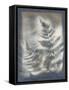 Shadows and Ferns V-Renee W. Stramel-Framed Stretched Canvas