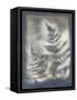 Shadows and Ferns V-Renee W. Stramel-Framed Stretched Canvas