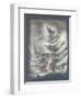 Shadows and Ferns V-Renee W. Stramel-Framed Art Print