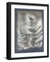 Shadows and Ferns V-Renee W. Stramel-Framed Art Print