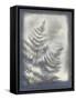 Shadows and Ferns VI-Renee W. Stramel-Framed Stretched Canvas