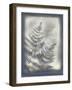 Shadows and Ferns VI-Renee W. Stramel-Framed Art Print