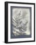 Shadows and Ferns VI-Renee W. Stramel-Framed Art Print