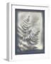 Shadows and Ferns VI-Renee W. Stramel-Framed Art Print