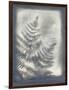 Shadows and Ferns VI-Renee W. Stramel-Framed Art Print