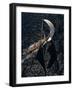 Shadows and Lights-Marc Pelissier-Framed Photographic Print