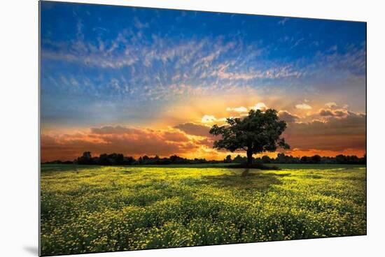 Shadows at Sunset-Celebrate Life Gallery-Mounted Art Print