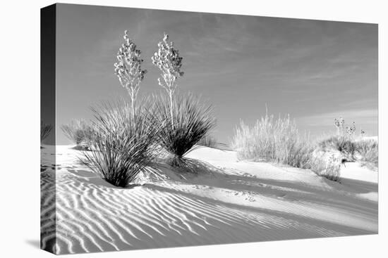 Shadows in the Sand II-Douglas Taylor-Stretched Canvas