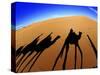 Shadows of Camels-Martin Harvey-Stretched Canvas