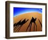 Shadows of Camels-Martin Harvey-Framed Photographic Print