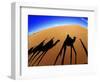 Shadows of Camels-Martin Harvey-Framed Photographic Print