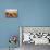 Shadows of people riding camels in a caravan in Zagora Desert, Draa-Tafilalet Region, Morocco-Karol Kozlowski-Photographic Print displayed on a wall