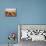 Shadows of people riding camels in a caravan in Zagora Desert, Draa-Tafilalet Region, Morocco-Karol Kozlowski-Mounted Photographic Print displayed on a wall