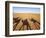 Shadows of people riding camels in a caravan in Zagora Desert, Draa-Tafilalet Region, Morocco-Karol Kozlowski-Framed Photographic Print