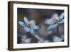 Shadows Of The Evening-Heidi Westum-Framed Photographic Print