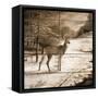 Shadows of the Forest-Ruane Manning-Framed Stretched Canvas