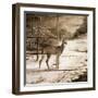 Shadows of the Forest-Ruane Manning-Framed Art Print