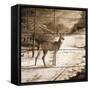 Shadows of the Forest-Ruane Manning-Framed Stretched Canvas