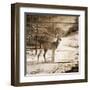 Shadows of the Forest-Ruane Manning-Framed Art Print