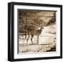 Shadows of the Forest-Ruane Manning-Framed Art Print