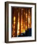 Shadows of Tree Leaves on Gates at Torii Path, Fushimi Inari-Taisha Temple, Fushimi-Ku, Japan-null-Framed Photographic Print