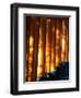 Shadows of Tree Leaves on Gates at Torii Path, Fushimi Inari-Taisha Temple, Fushimi-Ku, Japan-null-Framed Photographic Print