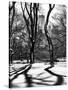 Shadows of Trees Play in Central Park Snow-Philippe Hugonnard-Stretched Canvas