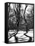 Shadows of Trees Play in Central Park Snow-Philippe Hugonnard-Framed Stretched Canvas