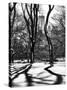 Shadows of Trees Play in Central Park Snow-Philippe Hugonnard-Stretched Canvas