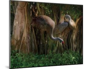 Shady Sandhill-Steve Hunziker-Mounted Art Print