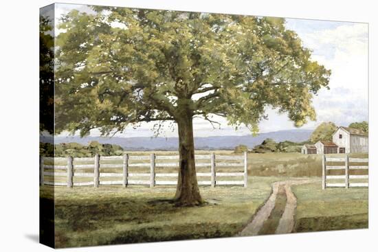 Shady Tree-Mark Chandon-Stretched Canvas