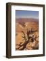 Shafer Trail Overlook, Canyonlands National Park, La Sal Mountains, Utah, Usa-Rainer Mirau-Framed Photographic Print